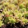 これも苔じゃない