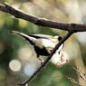 木漏れ日とシジュウカラ