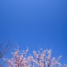 春の空