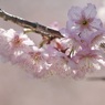 桜色の時間１