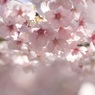 桜色の時間２