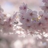 桜色の時間３
