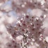 桜色の時間４
