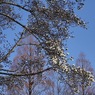 写真エッセイ：こぶし咲く１