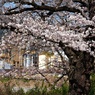 桜と工場