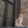 猫は人間の言葉を100％理解できるそう…