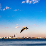横浜港を飛ぶカモメ。