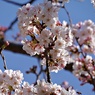 ぼちぼちソメイヨシノ咲く