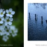 ユキヤナギ／水面（組み写真＋ソフトフィルター）