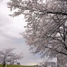 汐入染井吉野