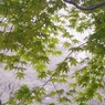 染井吉野の手前で