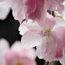 汐入八重桜 牡丹桜