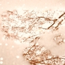 鏡面の風景　～桜～