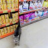 通りの野良ちゃん　ウィンドウショッピング中～♪