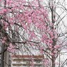 汐入枝垂れ桜