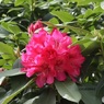 花も葉も濃密