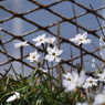 写真句：春おどる