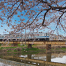 桜と8000