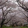 桜満開①
