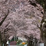 桜満開➁