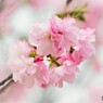 汐入八重桜　八重紫