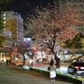 帰り道の桜