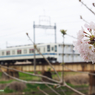 2023桜と8000