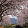 桜満開③