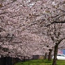 桜満開④