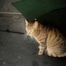 雨宿り～♪