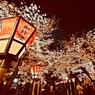 夜桜絢爛
