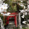 散歩  姫路神社