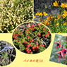 パイネ山群トレッキングでみた花（1）