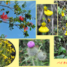 パイネ山群トレッキングでみた花（2）