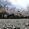 姫路神社　桜　　散策
