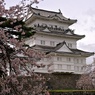 城と桜①