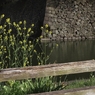 清水濠の菜の花