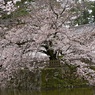 お堀の桜