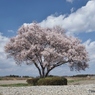 田んぼの１本桜