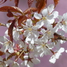 春の花6(桜3）