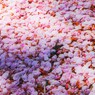 花吹雪の絨毯