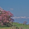 しだれ桜と安達太良山