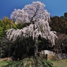 しだれ桜