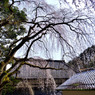 円通寺の糸桜