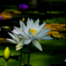 睡蓮-8737