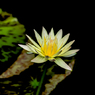 睡蓮-8680