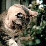 Le chat de Enoshima 004