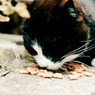 Bon appetit!!