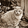 chat roux tigré