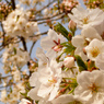 特に白い桜